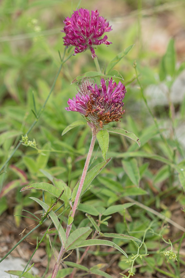 Изображение особи Trifolium alpestre.