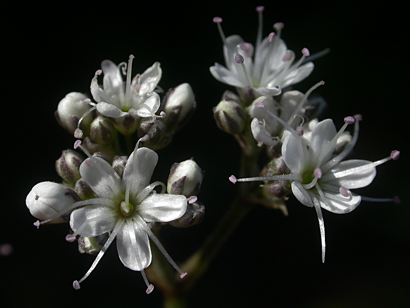 Изображение особи Gypsophila fastigiata.