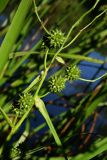 Sparganium coreanum. Верхушка плодоносящего растения. Приморский край, Партизанский р-н, долина р. Партизанской на правом берегу, ж.-д. платформа 151 км, на краю старицы. 19.09.2014.