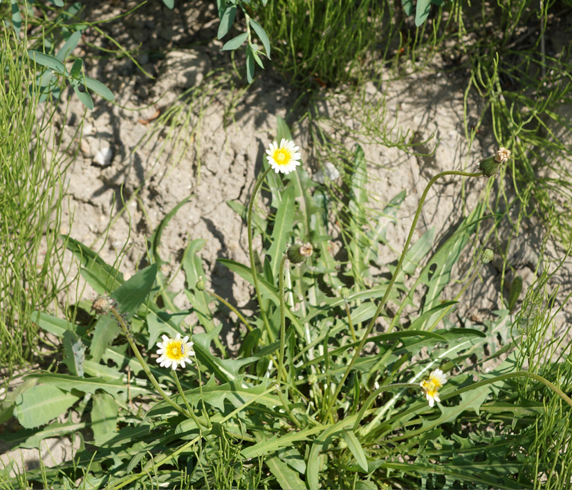 Изображение особи Taraxacum leucanthum.