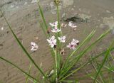 Butomus umbellatus. Соцветие с цветками и плодами. Костромская обл., Костромской р-н, окр. с. Сущево, берег Костромского водохранилища. 17.08.2014.