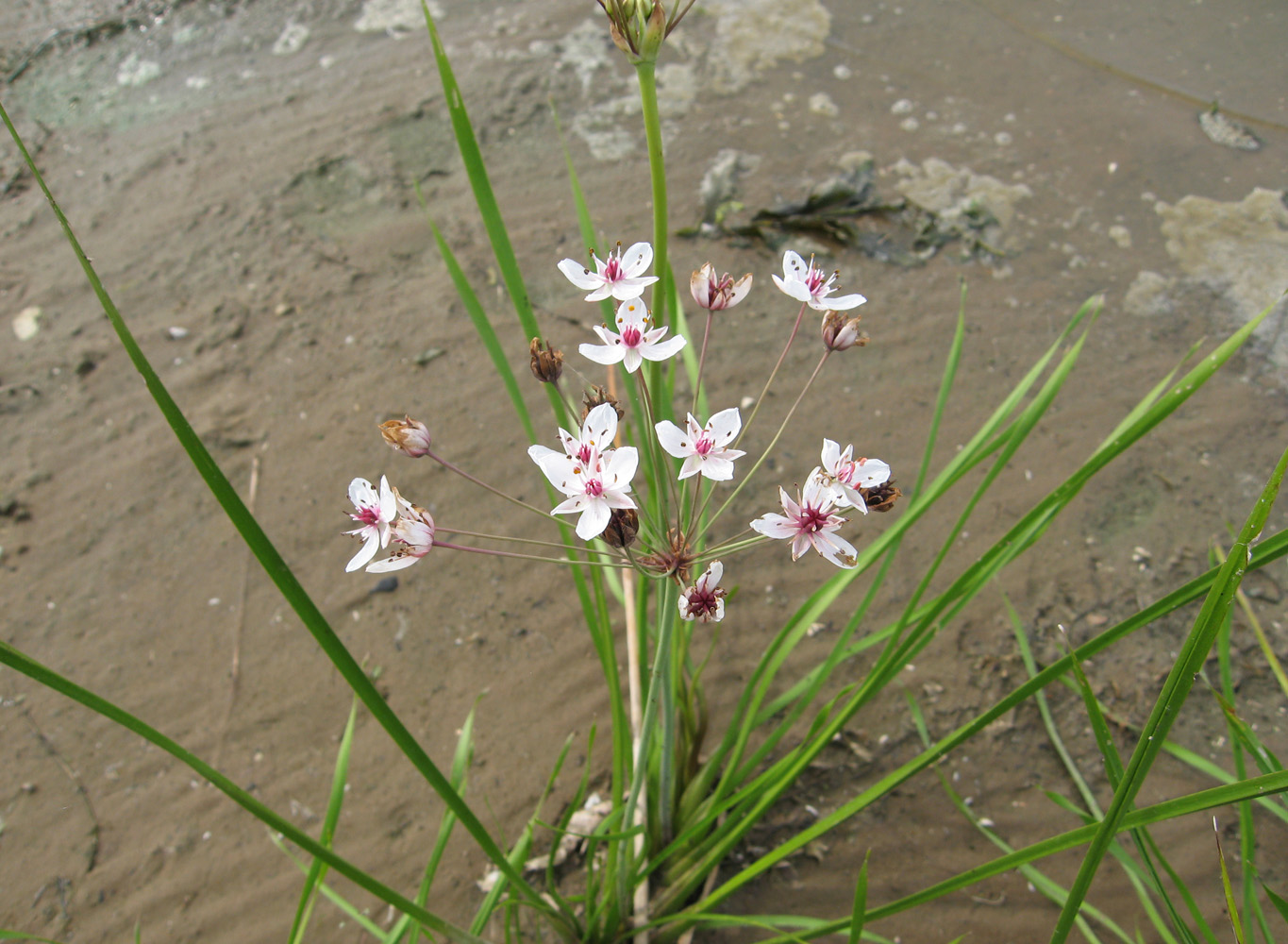 Изображение особи Butomus umbellatus.