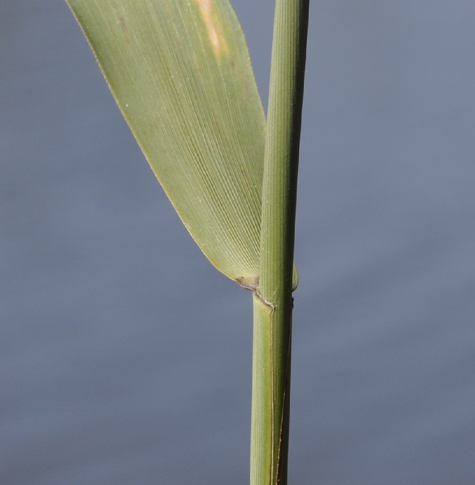 Image of Phragmites australis specimen.