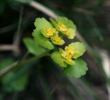 Chrysosplenium alternifolium. Верхушка цветущего растения. Московская обл., Раменский р-н, окр. дер. Хрипань, садовый участок. 04.05.2014.