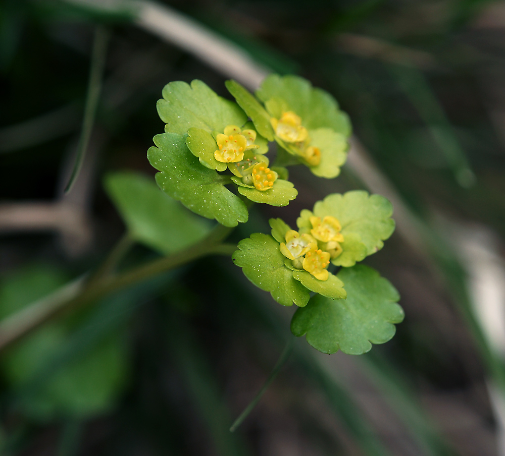 Изображение особи Chrysosplenium alternifolium.