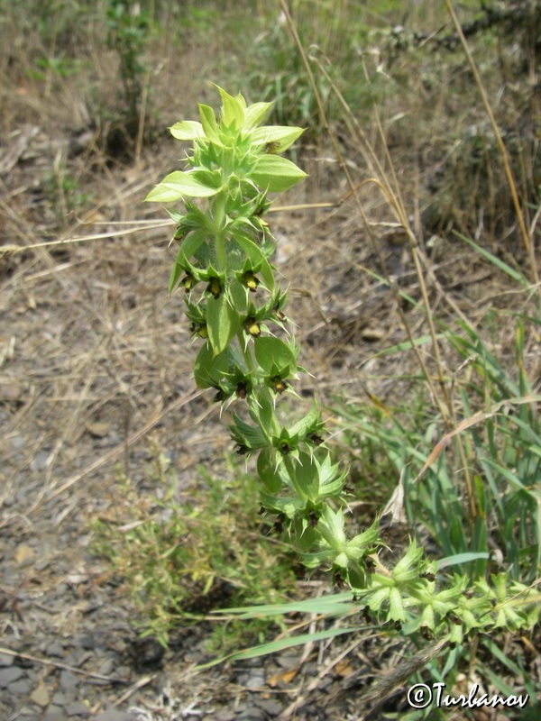 Image of Sideritis montana specimen.