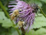 Cirsium kamtschaticum