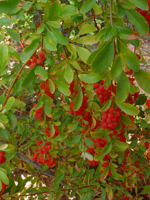 Изображение особи Berberis iliensis.