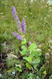 Salvia verticillata