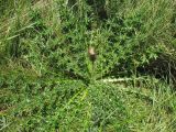 Carduus nutans. Розетка листьев растения первого года. Нидерланды, Северное море, о-в Схирмонниког. Август 2007 г.