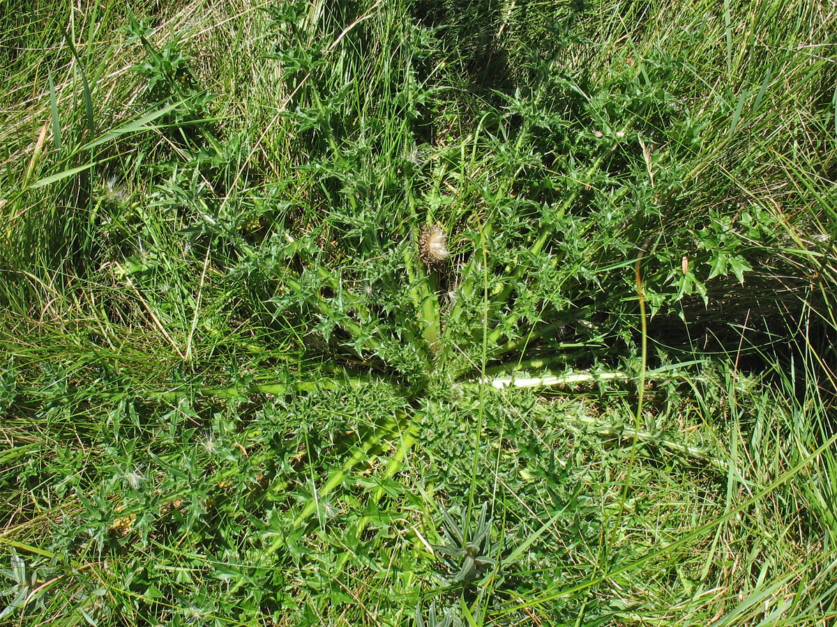 Image of Carduus nutans specimen.