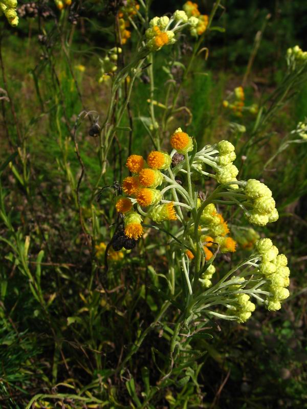 Image of Helichrysum arenarium specimen.