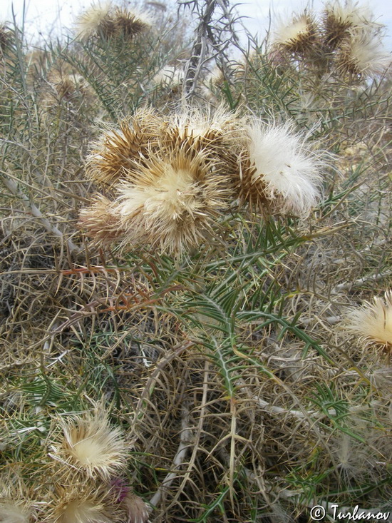 Изображение особи Lamyra echinocephala.