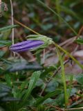 Campanula biebersteiniana. Раскрывающийся цветок. Карелия, п-ов Киндо, Беломорская биостанция МГУ, в культуре. 12.09.2009.