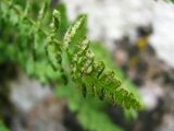 Woodsia alpina. Часть вайи с сорусами (вид снизу). Донецкая обл., заповедник \"Каменные могилы\". 13.06.2007.