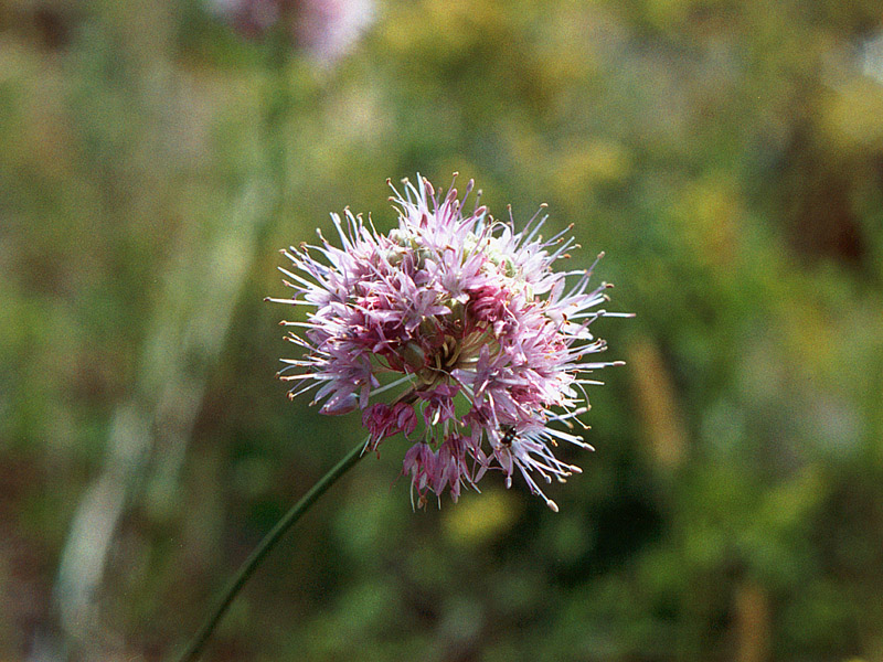 Image of Allium lineare specimen.