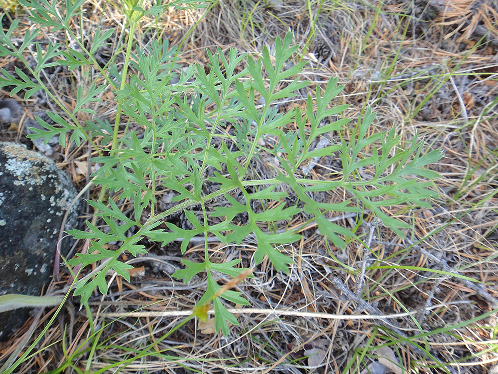 Изображение особи Pulsatilla turczaninovii.