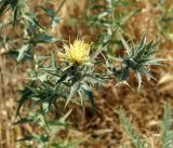 Carthamus × turkestanicus