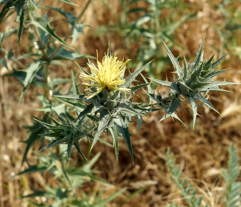 Изображение особи Carthamus &times; turkestanicus.