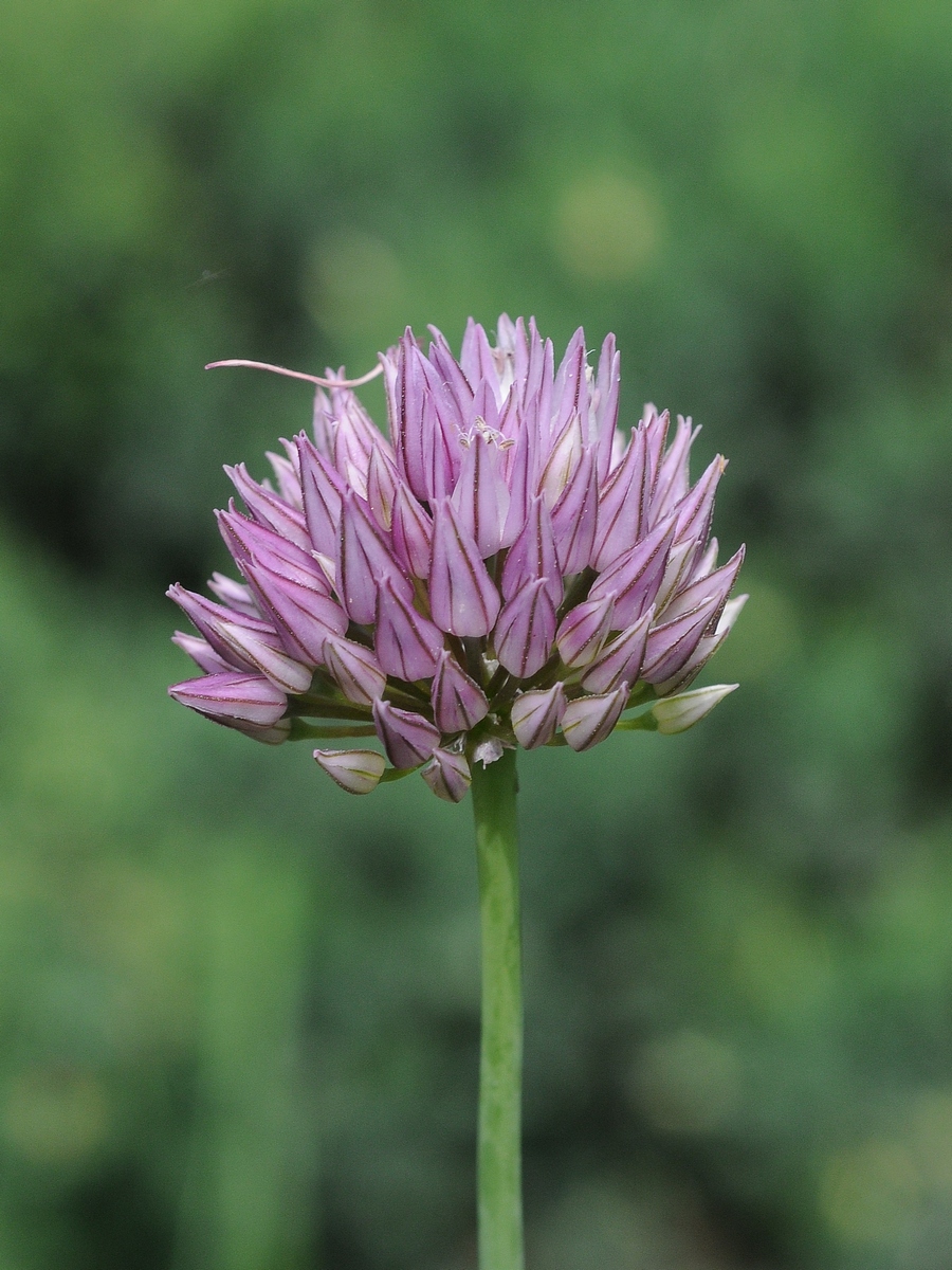 Image of Allium acutiflorum specimen.