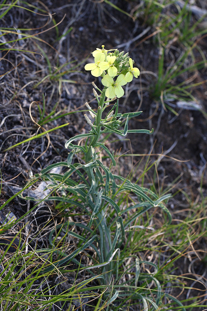 Изображение особи Erysimum flavum.