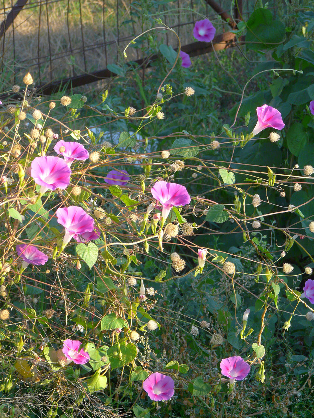 Image of Ipomoea purpurea specimen.