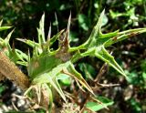 Carthamus lanatus. Лист, поражённый микромицетами. Краснодарский край, Сочи, окр. с. Ахштырь, луговина у скалы. 16.07.2015.