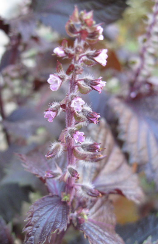 Изображение особи Perilla nankinensis.