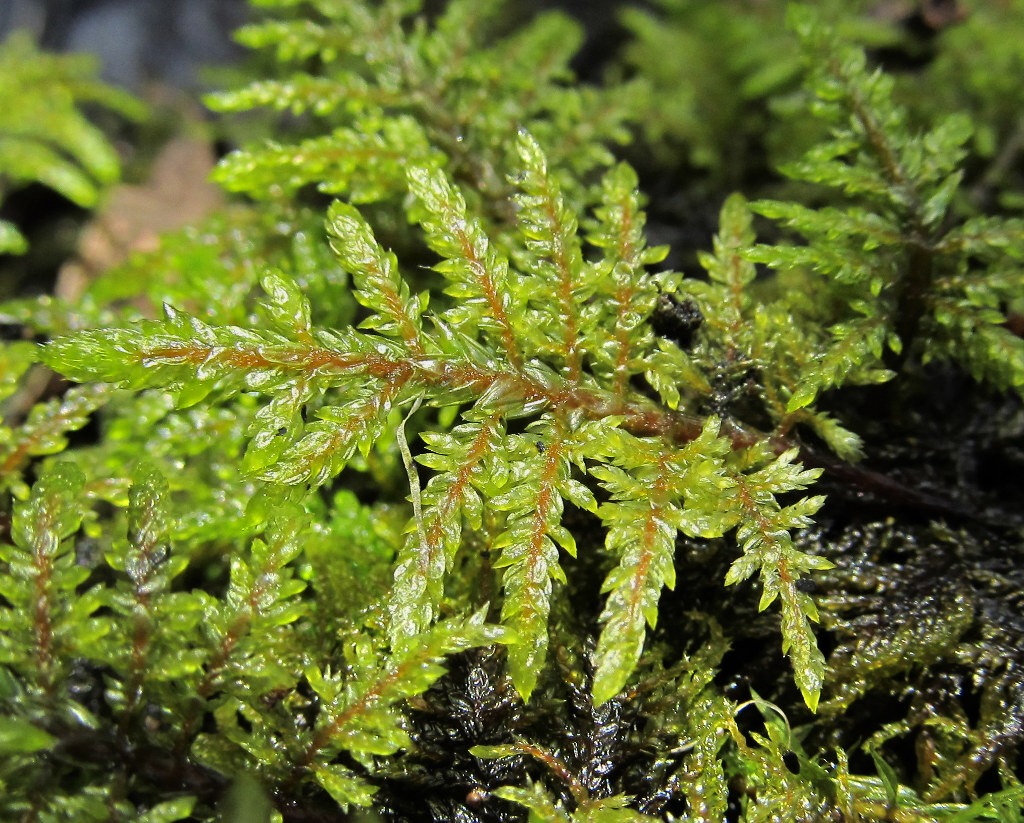 Изображение особи Hylocomium splendens.