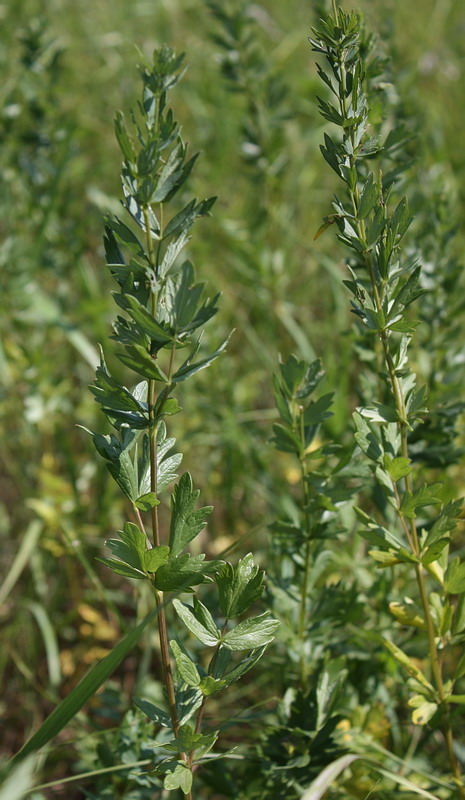 Image of Thalictrum simplex specimen.