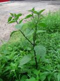 Solanum nigrum