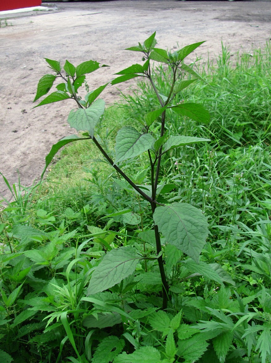 Изображение особи Solanum nigrum.