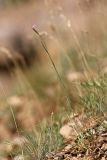 Dianthus karataviensis. Цветущее растение. Южный Казахстан, горы Алатау (Даубаба), Восточное ущелье. 14.06.2014.