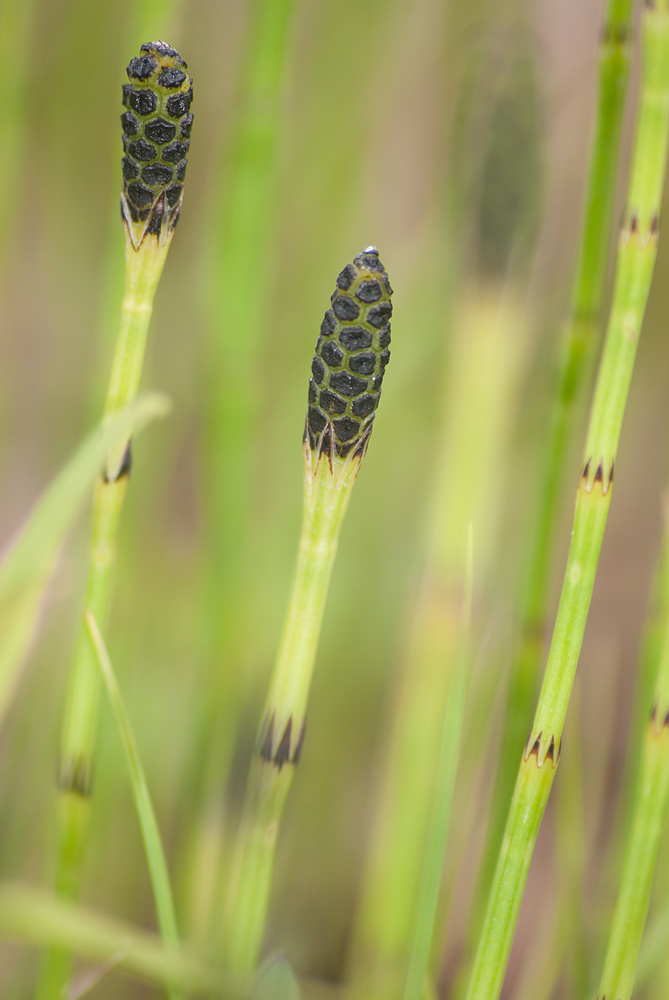 Image of Equisetum palustre specimen.