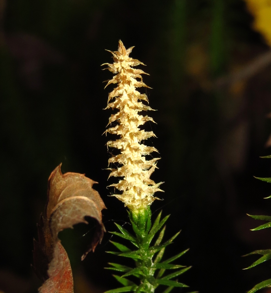 Изображение особи Lycopodium annotinum.