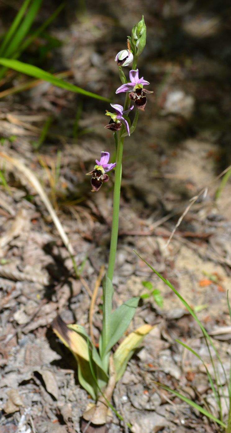 Изображение особи Ophrys oestrifera.