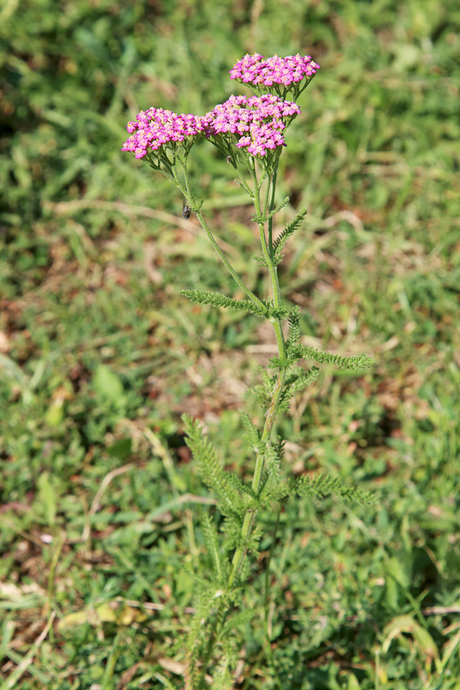 Изображение особи Achillea millefolium.