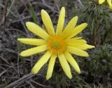 Adonis volgensis