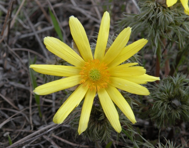 Image of Adonis volgensis specimen.