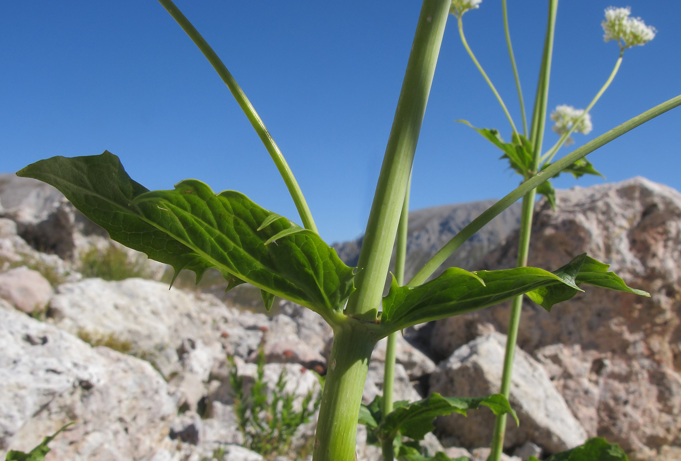 Изображение особи Valeriana alliariifolia.