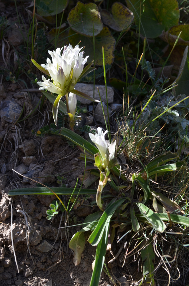 Image of Gentiana olgae specimen.