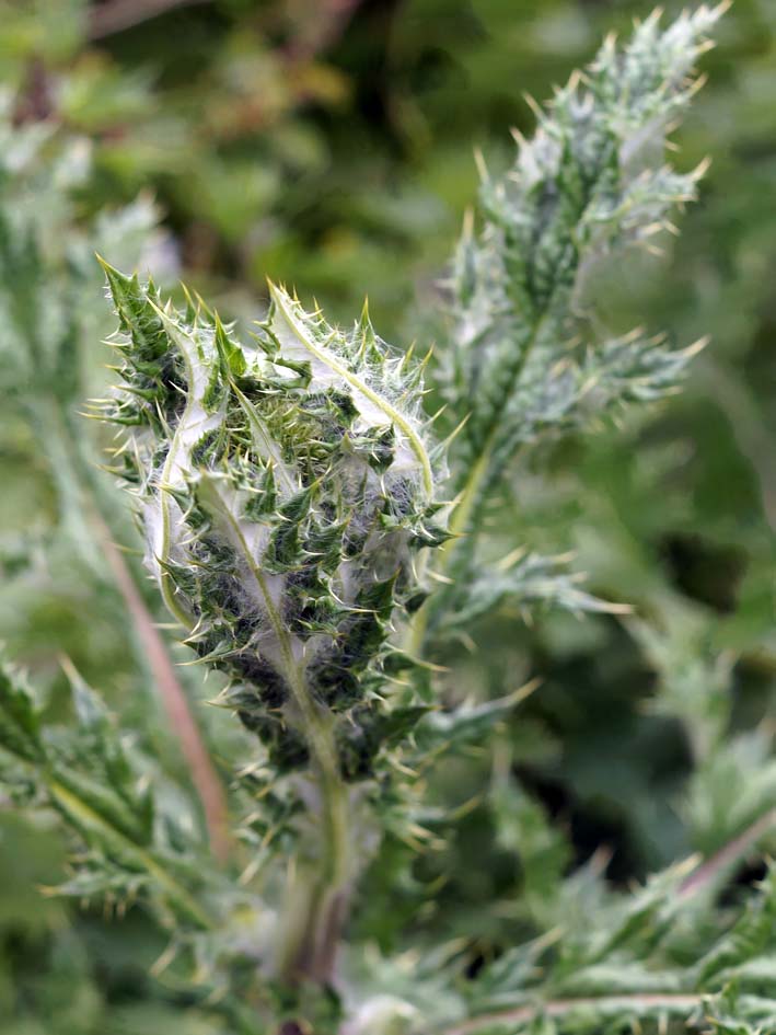 Изображение особи Echinops chantavicus.