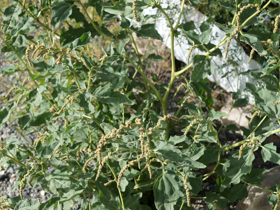 Image of Atriplex tatarica specimen.