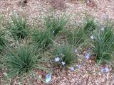 Orthrosanthus multiflorus. Цветущие растения. Австралия, г. Брисбен, ботанический сад. 12.09.2015.