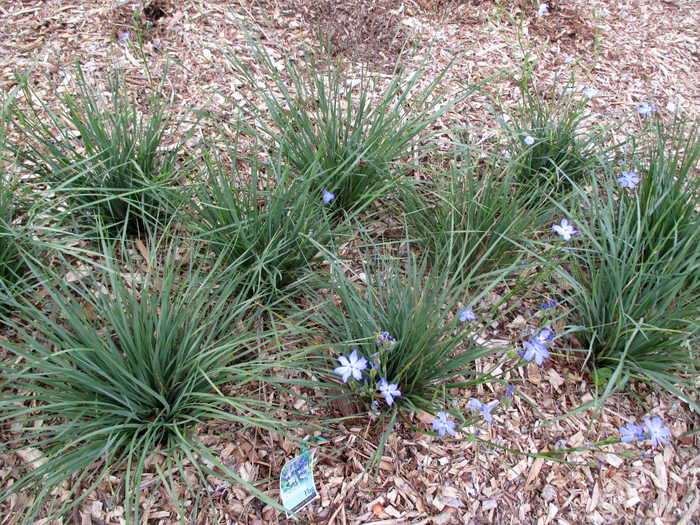 Image of Orthrosanthus multiflorus specimen.