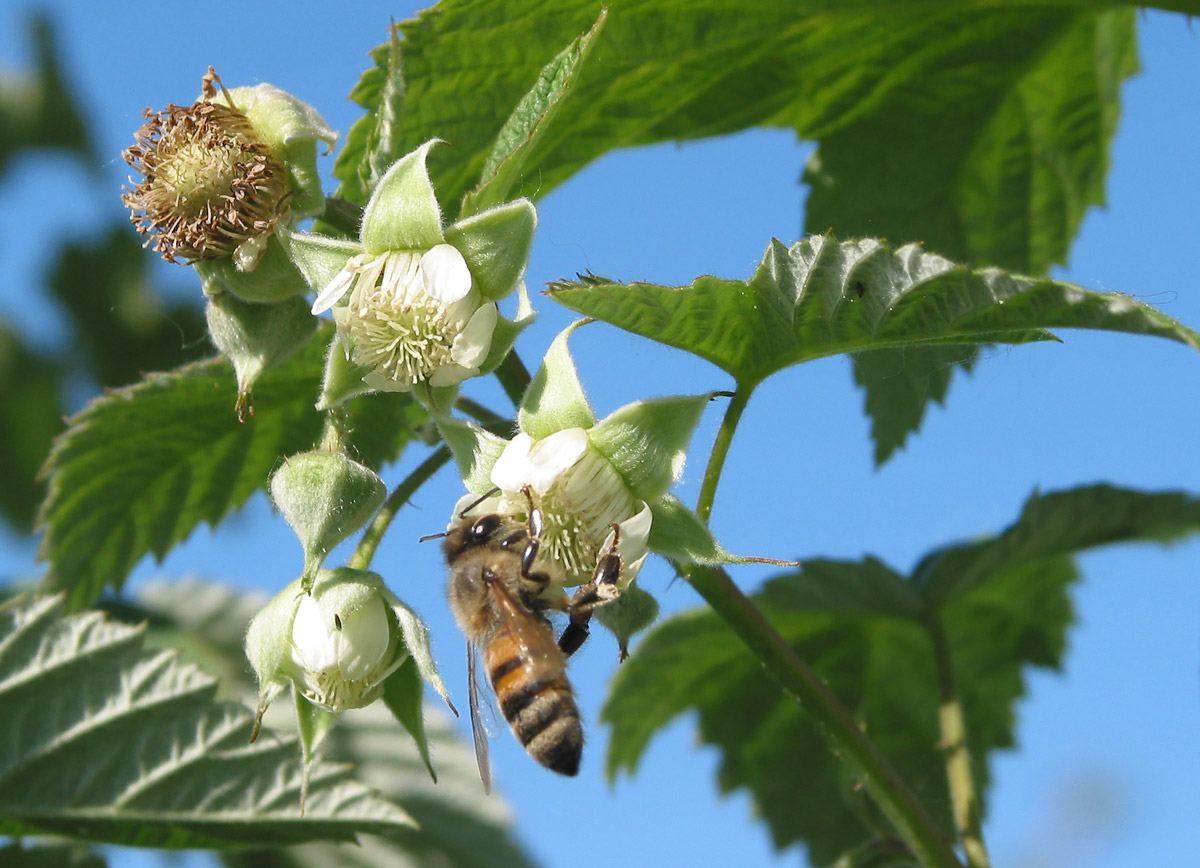 Image of Rubus idaeus specimen.