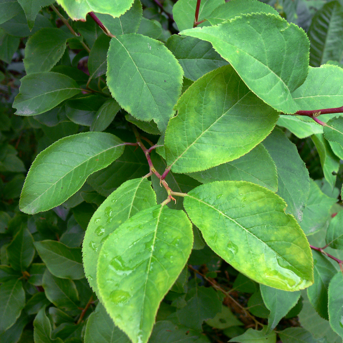 Image of Prunus domestica specimen.