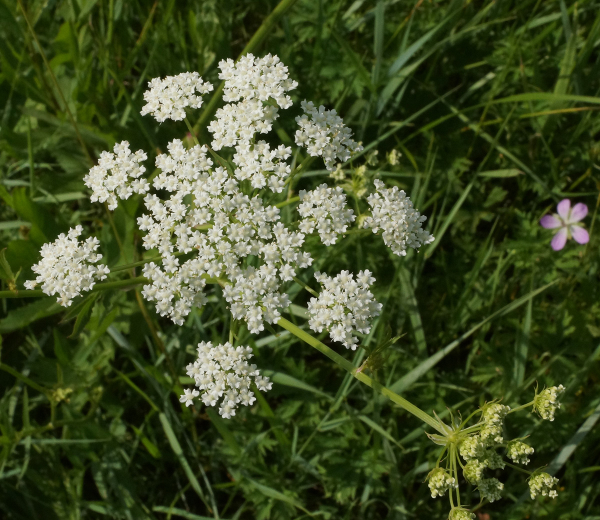 Image of Sium latifolium specimen.