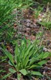 Plantago arachnoidea