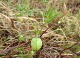 Atragene sibirica. Молодой побег с бутоном. Якутия (Саха), Нерюнгинский р-н, окр. пос. Чульман, берег р. Чульман около моста. 29.05.2011.